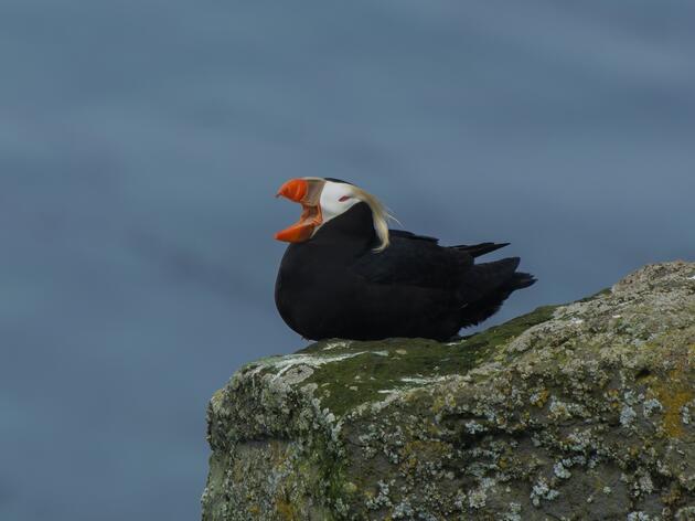 Seabirds Rejoice! Rat-Free Aleutian Islands Are Possible