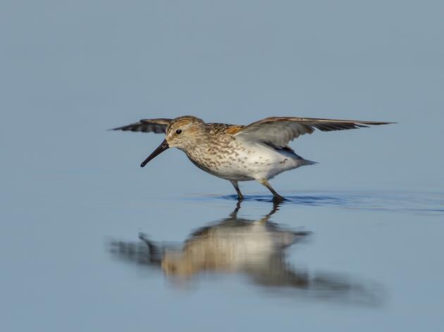 “Sandpipers on the Silvery Stikine”