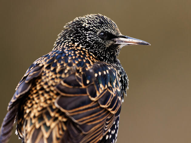 New Study Shows European Starlings to Be Crazy Smart; Anchoragites Probably Aren’t Surprised