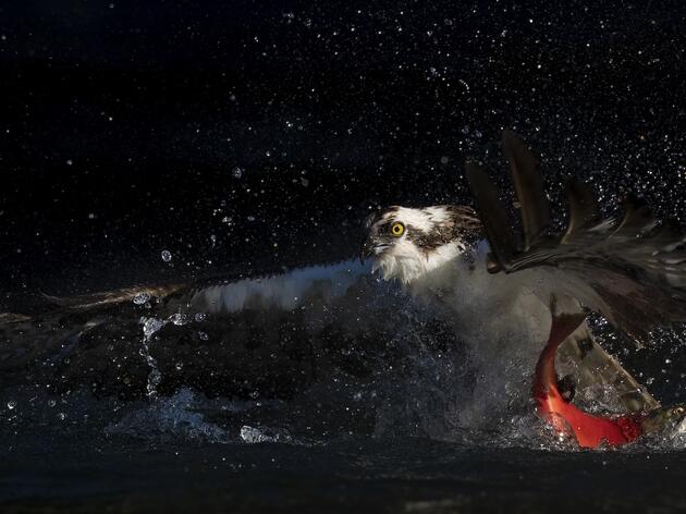 Where to Celebrate Alaska Wild Salmon Day 2025