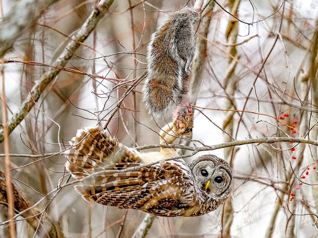 Submit to the 2025 Audubon Photography Awards