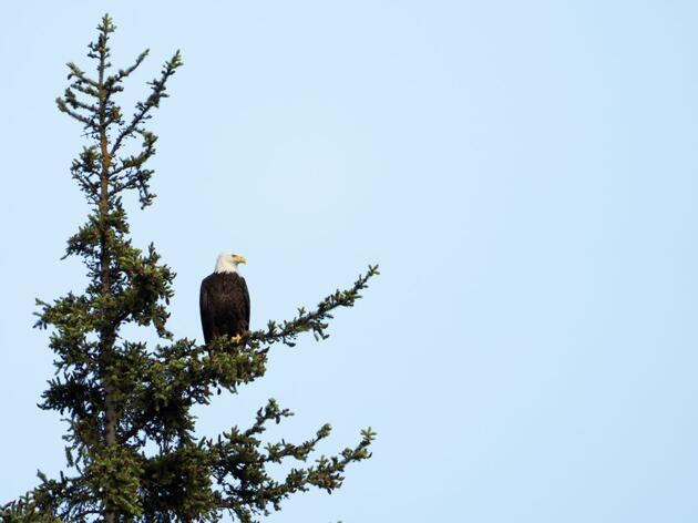 Chilkat Bald Eagle Preserve IBA