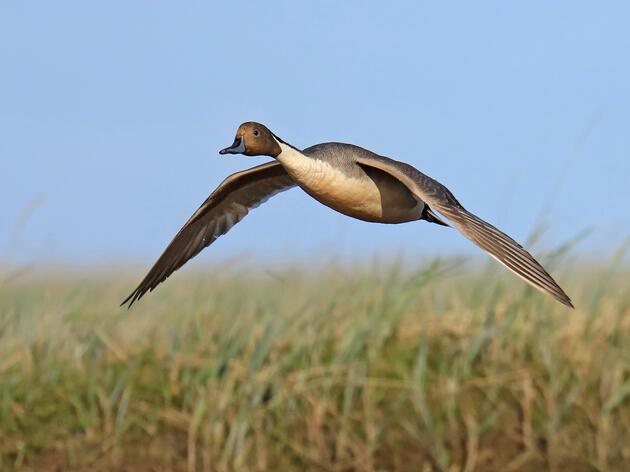 Simple Actions to Help Alaska’s Birds