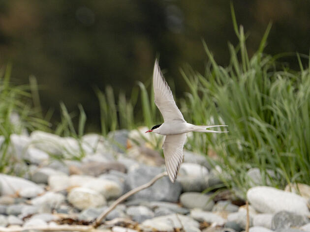 At Alaska’s Yakutat Tern Festival, Seabirds and Local Culture Soar