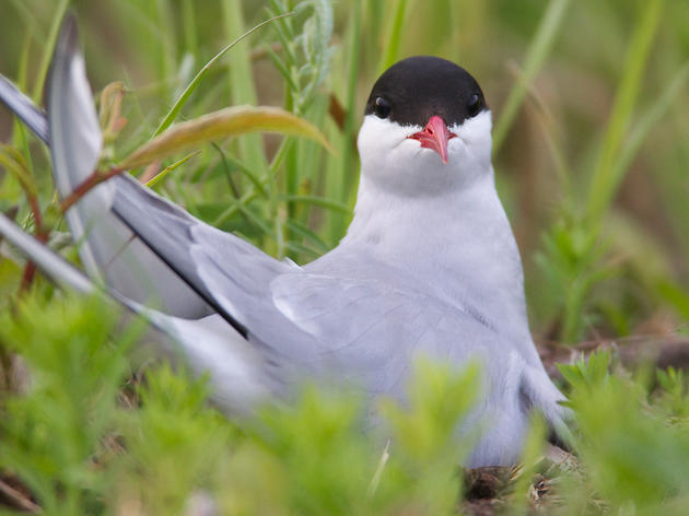 Beardslee Islands