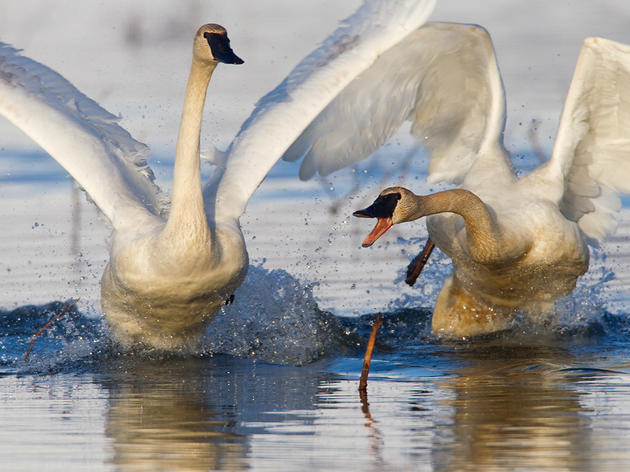 Blind Slough and Swan Observatory