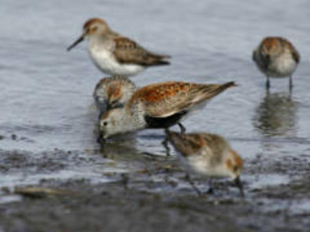 Bird Research by Audubon Alaska Staff