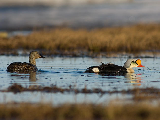 Government Agencies Skirmish Over Inaccurate Environmental Impact Report on Arctic Refuge Drilling  