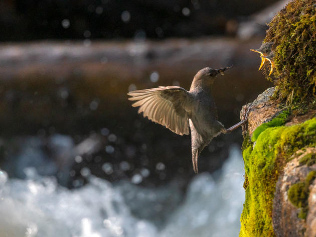 Meet the Dipper, North America's Only Aquatic Songbird