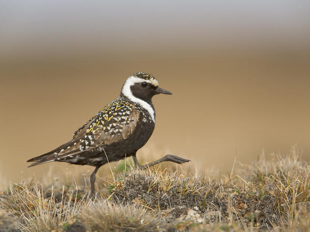 Introducing Tullik’s Odyssey: The American Golden-Plover Southbound Migration Project