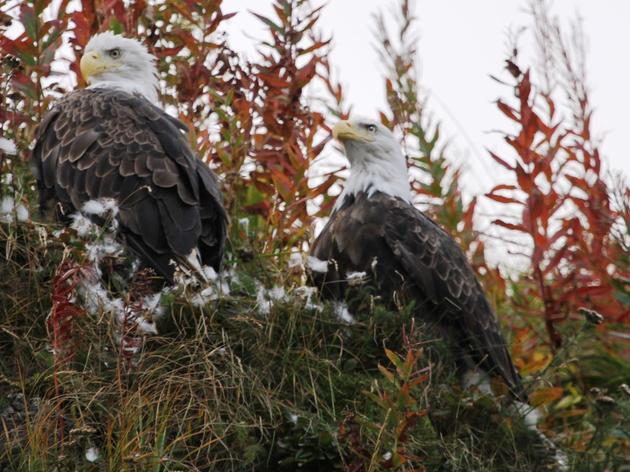 A Win for Clean Water, Salmon, and our Nation’s Largest Congregation of Bald Eagles