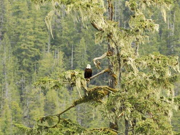 Tongass National Forest Threatened by the Congressional Review Act