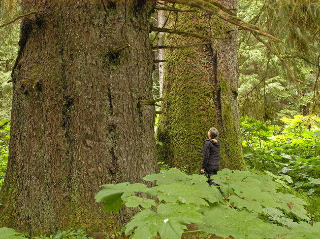 Sneaky Budget Riders Imperil Tongass Trees