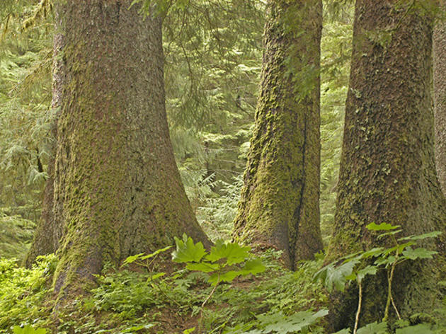 Explore the Roadless Areas of the Tongass National Forest