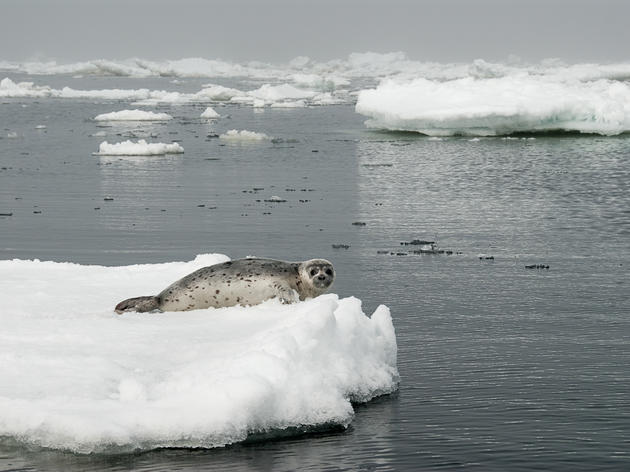 Reversal on Arctic Ocean Protections Puts Vital Arctic Marine Areas at Risk