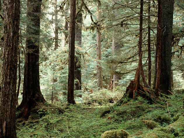 Keep the Tongass wild and roadless