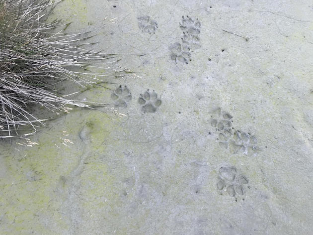 Good News for Alaska's Endemic Wolf