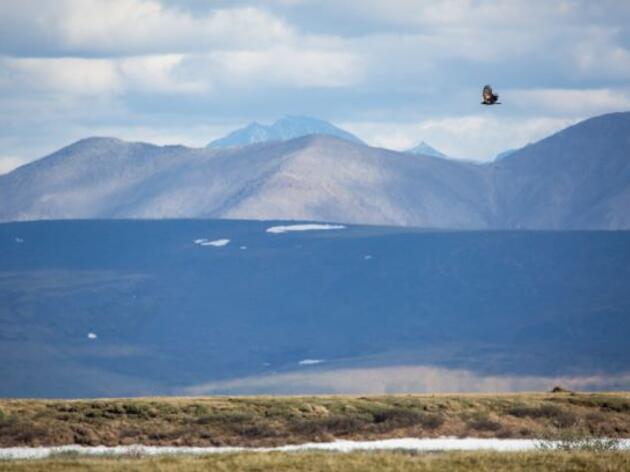 Alaskans Oppose Planned Lease Sale of Sacred Coastal Plain 