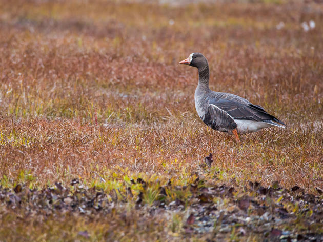 Secretarial Order on the Arctic: Bad for Birds, Bad for Balance