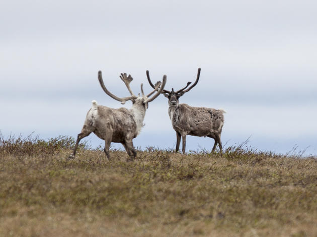 Taking a Closer Look at the Teshekpuk Caribou Herd: Part Two