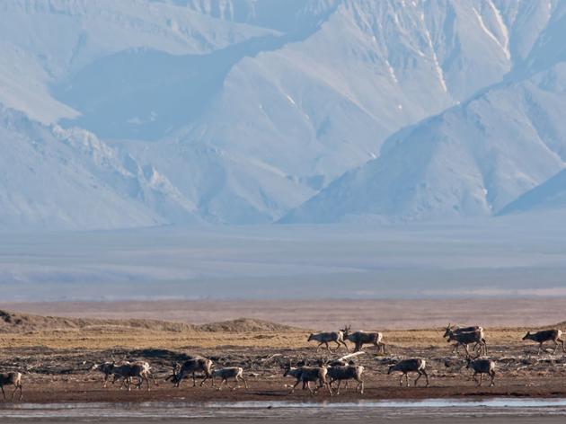 Audubon Urges Congress to Permanently Protect  The Arctic National Wildlife Refuge 