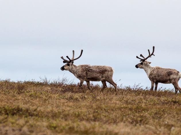 Taking a Closer Look at the Teshekpuk Caribou Herd: Part One
