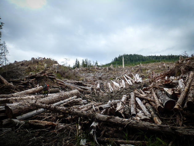Lawsuit Challenges Massive Timber Sale in Alaska National Forest