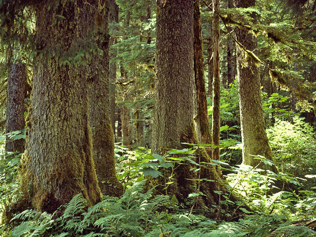 Changes to Roadless Rule puts Alaska’s old-growth forests at risk