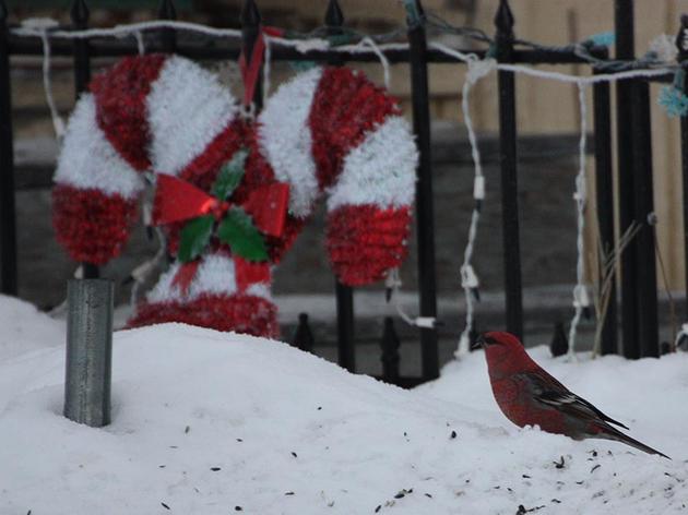 ‘Tis the Season for the Audubon Christmas Bird Count