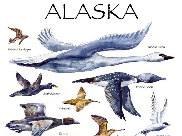 Audubon Alaska Celebrates World Migratory Bird Day with Artist Max Romey 