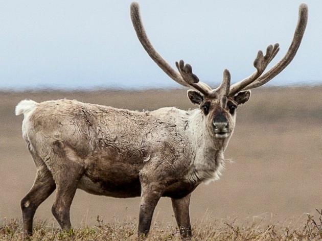 Taking a Closer Look at the Teshekpuk Caribou Herd: Part Three