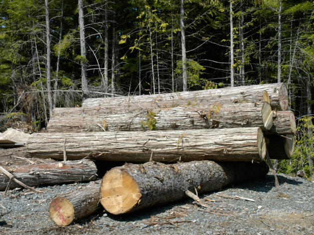 Court Rules to Halt Large Timber Sale in the Tongass