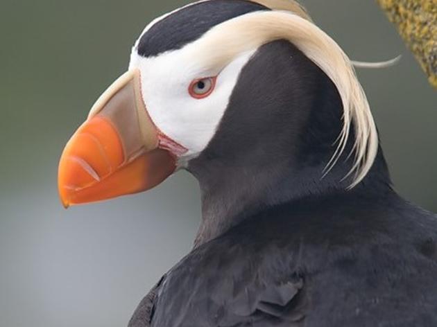 Birds of Bristol Bay: the Tufted Puffin