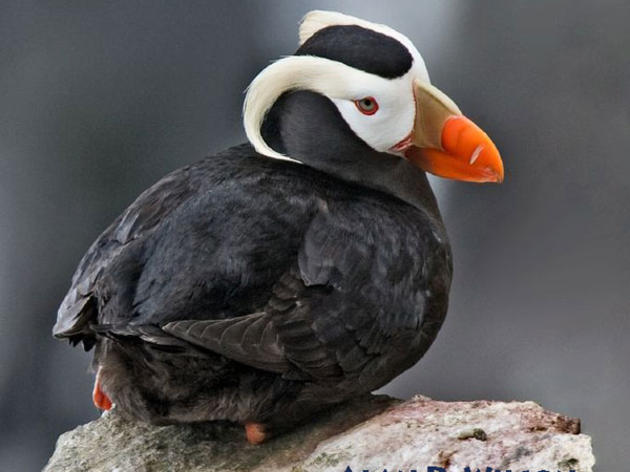Audubon Advocates for Alaska's Birds and their Habitats