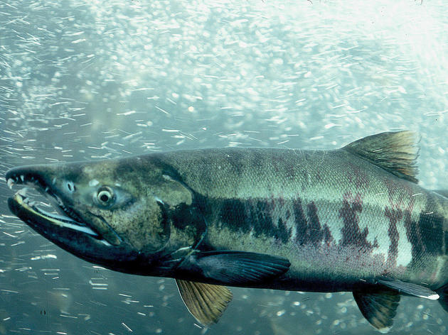 Fish in the Heart of the Arctic