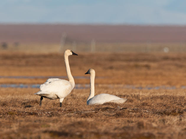 Arctic National Wildlife Refuge