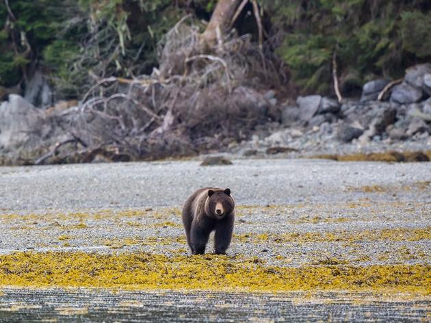 Ecological Atlas of Southeast Alaska