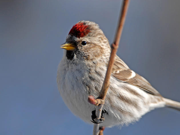Audubon Christmas Bird Count
