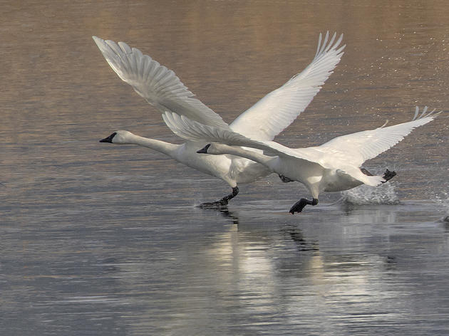 Swan Lake
