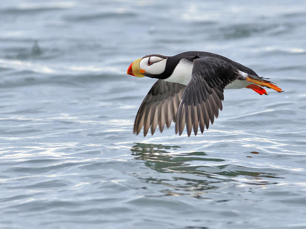 An Assessment of  Ecological Values and Vulnerability in the Bering, Chukchi, and Beaufort Seas