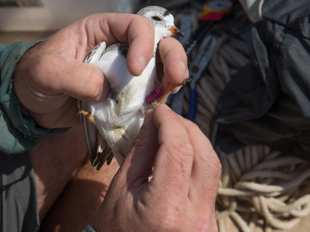 Part 1: Learn About Bird Banding