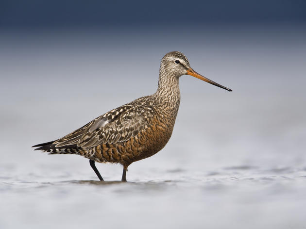 Connect with Alaska Birders