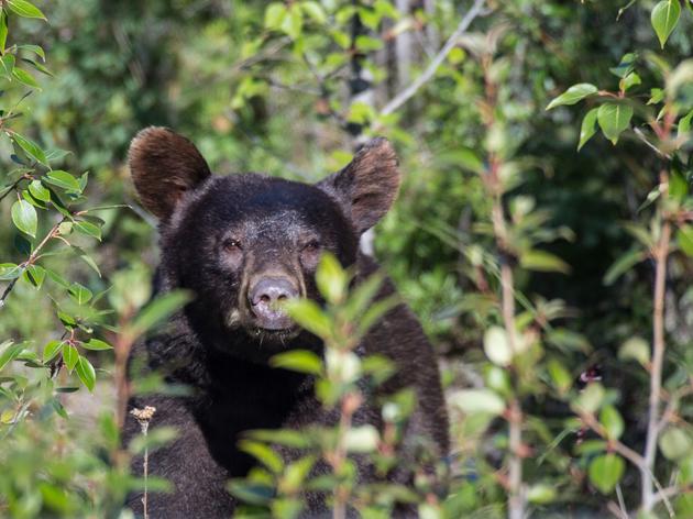 Anan Creek Bear Observatory