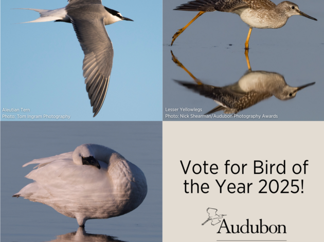 Bird of the Year 2025