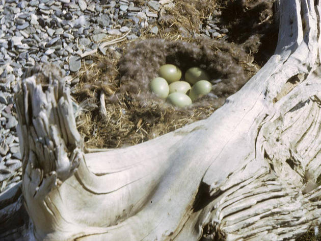 Nesting Birds in the Heart of the Arctic