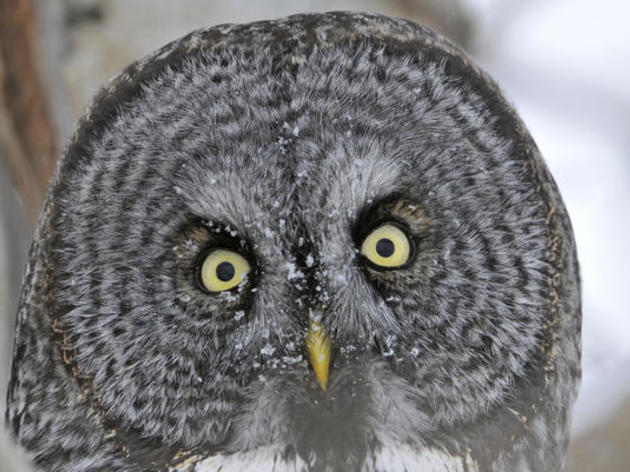 Donate to Audubon 