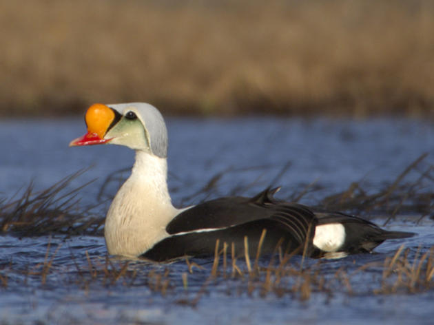 Western Arctic