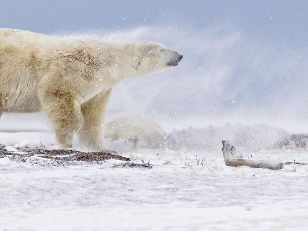 Download the Ecological Atlas of the Bering, Chukchi and Beaufort Seas