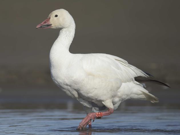 Migratory Birds in the Heart of the Arctic