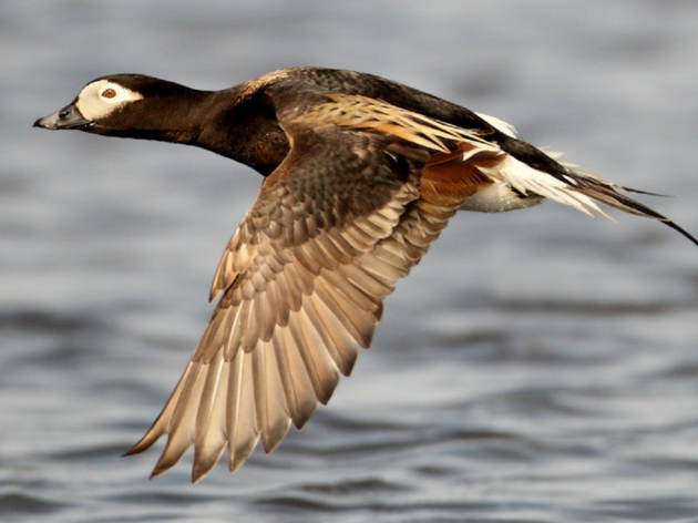 Balance in the Arctic Ocean: Audubon’s Position